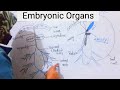 Cotyledon|Redical|Plumule|Epicotyl|Hypocotyl. #embryonicdevelopment #bscfirstyear