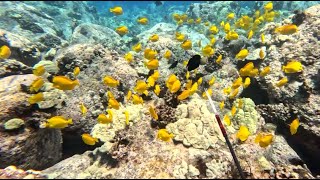 Spearfishing the Shallows - Pan Fry Fish for Dinner - Big Island of Hawaii