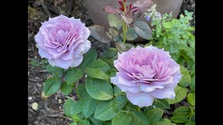 30 Purple Flowers in My Garden ｜花园里30种蓝紫花｜Rose Clematis Gladiolus Hydrangea…｜蓝紫玫瑰铁线莲剑兰…