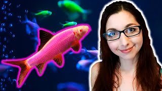 GloFish Shark Care Guide | GloFish Care Guide Series Ep. 5 | Rainbow Sharks