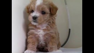 ミックス犬専門　ペットショップＡ－ワン　20151229生まれ　 毛色がアプリコット＆ホワイトでお顔や胸・足先に白が入ったお目目の大きな可愛いマルプーの女の子3