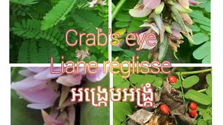 Crab's eye #Liane réglisse #tree #អង្រ្កេមអង្រ្កំ