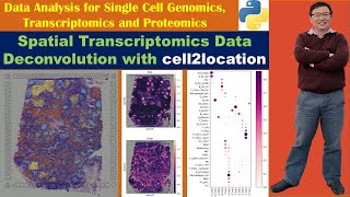 Spatial Transcriptomics Data Deconvolution with cell2location in Python