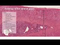 histology of the endocrine system