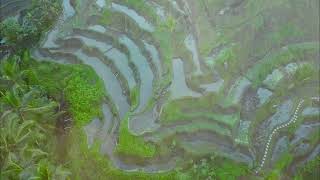 Tegalalang Rice Paddies, Tegalalang, Ubud, Bali, Indonesia