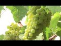 La maison Champagne Couche - Un reportage signé Terre et vigne production