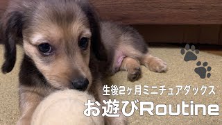 【ミニチュアダックス】生後二ヶ月ダックスのお遊びRoutine