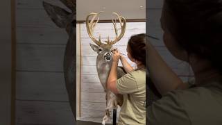 Taxidermy Timelapse 🦌 #whitetail #taxidermy #taxidermyart #taxidermist #deer