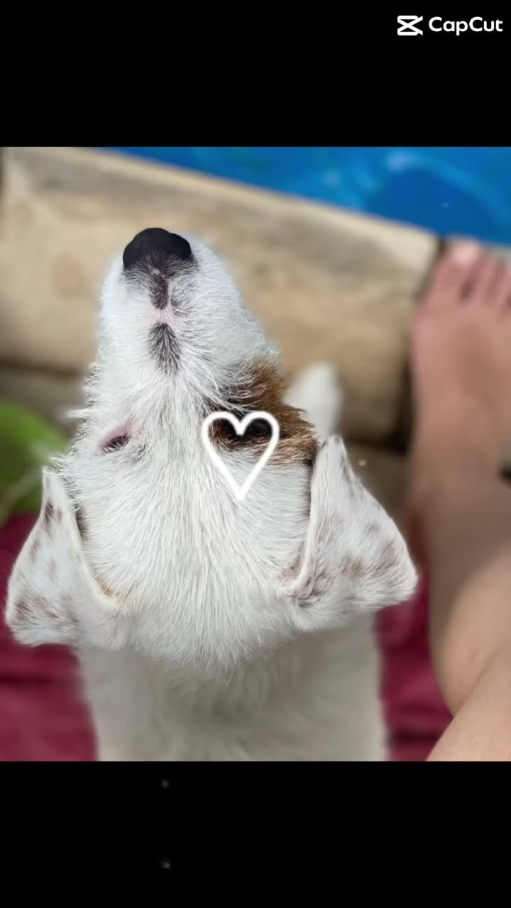 I Love You Dog Youtube