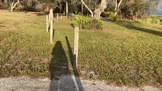 Lake Manatee State Park walk