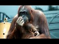 cute baby orang utan 2 months old .かわいいオランウータンの赤ちゃん。 生後2ヶ月）。