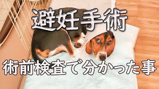 【ビーブル犬】【避妊手術】ペットショップから迎え入れて約1ヶ月。術前検査でびっくりした内容。概要欄も見てね。