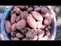 নতুন পদ্ধতিতে ভুট্টার সাথে আলু চাষ maize and potato intercropping