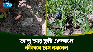 নতুন পদ্ধতিতে ভুট্টার সাথে আলু চাষ | Maize and Potato Intercropping