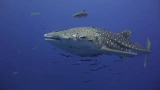 Nardymas Tailande su bangininiu rykliu Koh Phangan saloje - Diving with Whale Shark at Sail Rock