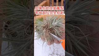 無根無土「空氣鳳梨」(Air Plants)怎麼修剪 #空氣鳳梨怎麼修剪 #空氣草 #空氣鳳梨怎麼養 #空气凤梨 #空气凤梨怎么养 #空气草 #Tillandsia #shorts #空氣草澆水方法