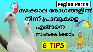 How To Save Pigeons From Monsoon, Rainy Diseases Care and Cure #Pigeon part-9