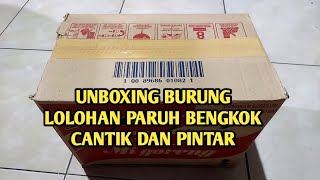 UNBOXING burung lolohan paruh bengkok