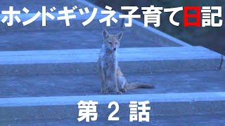 《野生動物ドキュメンタリー》ホンドギツネの子育て日記2020 #002「子ギツネに出会ったが・・・。」