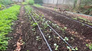 Organic Farming in Town [PART 3] - Walking Tour, Growing Vegetables in a Model Farm in Yangon