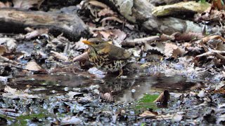 山中湖 大洞の泉のクロツグミ（雌）の水浴び　その６９（4K60P動画）