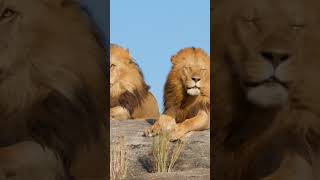 lion 🦁🦁 jungle animal #viral #shorts