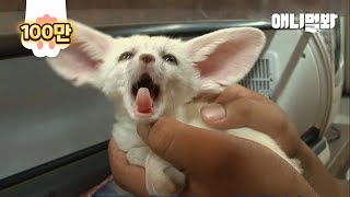 아기 사막여우 울단이 유치원 입학하는 날ㅋㅋㅋㅣFennec Fox Wooldan’s Growth Diary