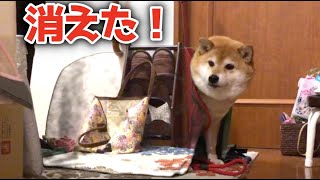 Harry Potter　体が消える？ハリーポッター「透明マント」を柴犬に着せてみた　Shiba Inu NANA