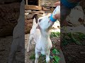 معزة تشرب حليب صغار الماعز تربية الحيوانات معزة ام لسان طويل goat