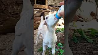 معزة تشرب حليب | صغار الماعز | تربية الحيوانات | معزة ام لسان طويل | goat