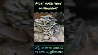 ఇన్ని రకాల #పుట్టగొడుగుల ఎప్పుడైనా చూసారా🤔?variety #mushrooms 500gms=1700rupees😬 nutritious!