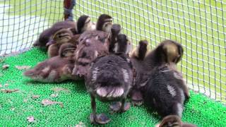 掛川花鳥園　お昼寝中にちょっかいを出すコールダックのヒナ