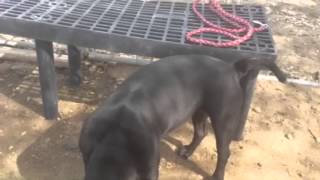 Meet Sable a young female pocket pit mix at Delano Animal Shelter