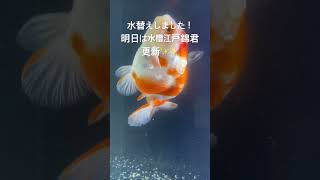 本日水替え！水槽江戸錦動画明日出します。#金魚屋 #vlog #アクアリウム