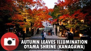 Walking on mt. Oyama (Kanagawa, Japan) - Afuri Shrine Autumn Leaves Illumination - 4K 60fps