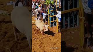 வீரர்களுக்கு சவால் விடும் காளை #jallikattu #manjuvirattu #வடமாடு #ஜல்லிகட்டு #மஞ்சுவிரட்டு