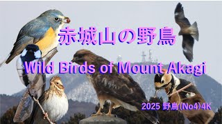 2025野鳥(No4)4K赤城山の野鳥Wild Birds of Mount Akagi#野鳥