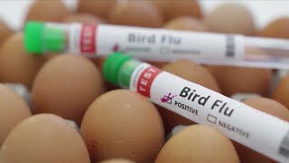 First US bird flu death reported in Louisiana, health officials say