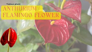 Ultimate ANTHURIUM PLANT CARE TIPS – INDOOR FLOWERING PLANT