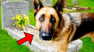 A Dog Stayed at His Owner's Grave Day and Night, Until They Discovered Why