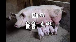 PIG SOUND EFFECT 돼지 울음소리 모음 효과음, 소리 동물 animal #돼지 #소리 #효과음