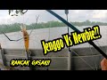 Gasak Jenggo first time mancing udang galah - Kampung sepakat