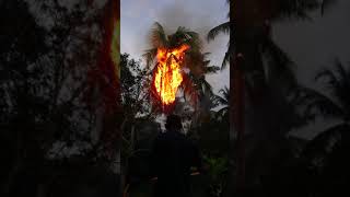 bakar pokok kelapa