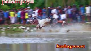 വീണിട്ടും കണ്ട്രോൾ വിടാതെ ഷമീർ kerala bull race amazing movment