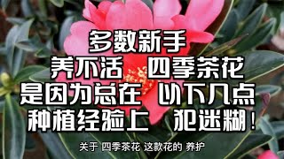 LIVE-多数新手养不活四季茶花，是因为总在以下几点种植经验上犯迷糊！