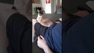 Siamese Cat Talking Back