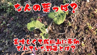 『大浦太ごぼう』ごぼうの紹介と除草風景。除草の意味など