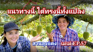 #กวินบินได้ EP.298 ลุงแดงผู้ไม่เคยเชื่อใคร ทุเรียนติดดก สวยเหมือนกันทุกแปลง  #เมเม่ EP.57