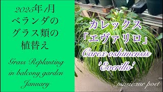 【2025年1月 ベランダのグラス類の植替え「カレックス エヴァリロ】grass replanting in balcony garden January