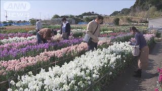 花摘み園に春の花々　ポピーなどが満開に(2024年2月10日)